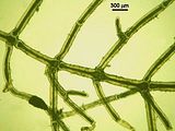 Filamento della porzione basale del tallo con ramificazioni laterali opposte e pareti fortemente ispessite